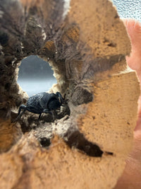 Blue Death Feigning Beetle (Asbolus verrucosus)