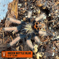 Green Bottle Blue Tarantula (Chromatopelma cyaneopubescens), 0.75" sling, Spice 3: in the Big Z's Pick: "Pokemon Starter" Trio pool