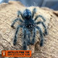 Antilles Pink Toe Tarantula (Caribena versicolor) (ships as a 0.5-0.75" sling, Spice 3): in the Big Z's Pick: "Pokemon Starter" Trio pool