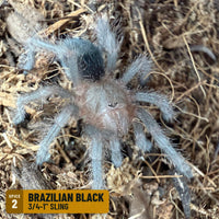 Brazilian Black Tarantula (Grammostola pulchra / G. quirogai), 3/4-1" sling, Spice 2: in the Big Z's Pick: "Pokemon Starter" Trio pool