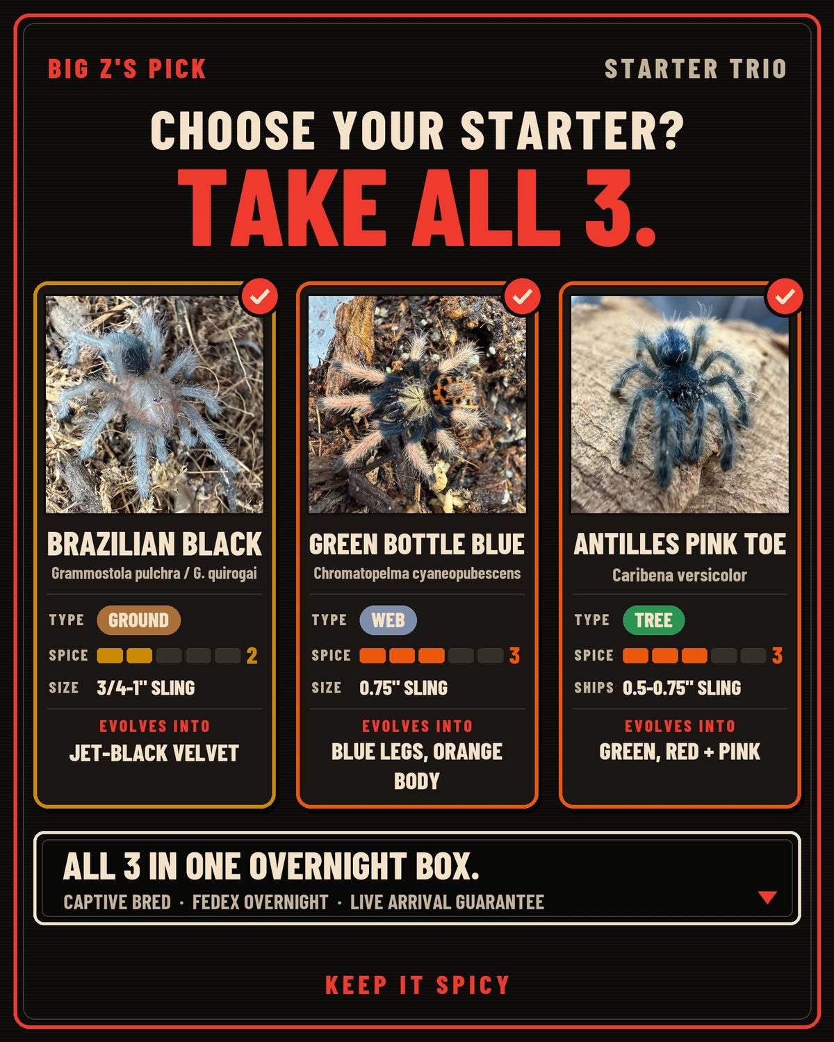 Big Z's Pick: "Pokemon Starter" Trio: a choose-your-starter card for each one (Brazilian Black, Green Bottle Blue, Antilles Pink Toe)