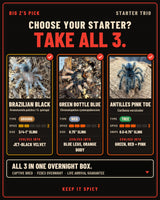 Big Z's Pick: "Pokemon Starter" Trio