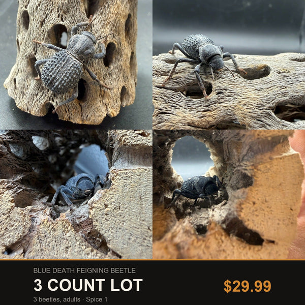Blue Death Feigning Beetle 3 Count Lot, four close-up views of adult beetles on cholla wood.