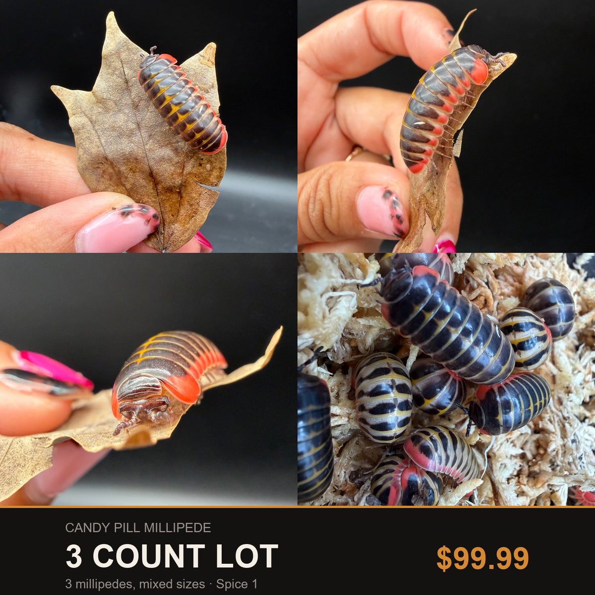 Big Z's 3 Count Lot of Candy Pill Millipedes (Rhopalomeris carnifex), dark plates with red trim