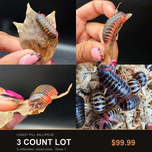 Big Z's 3 Count Lot of Candy Pill Millipedes (Rhopalomeris carnifex), dark plates with red trim