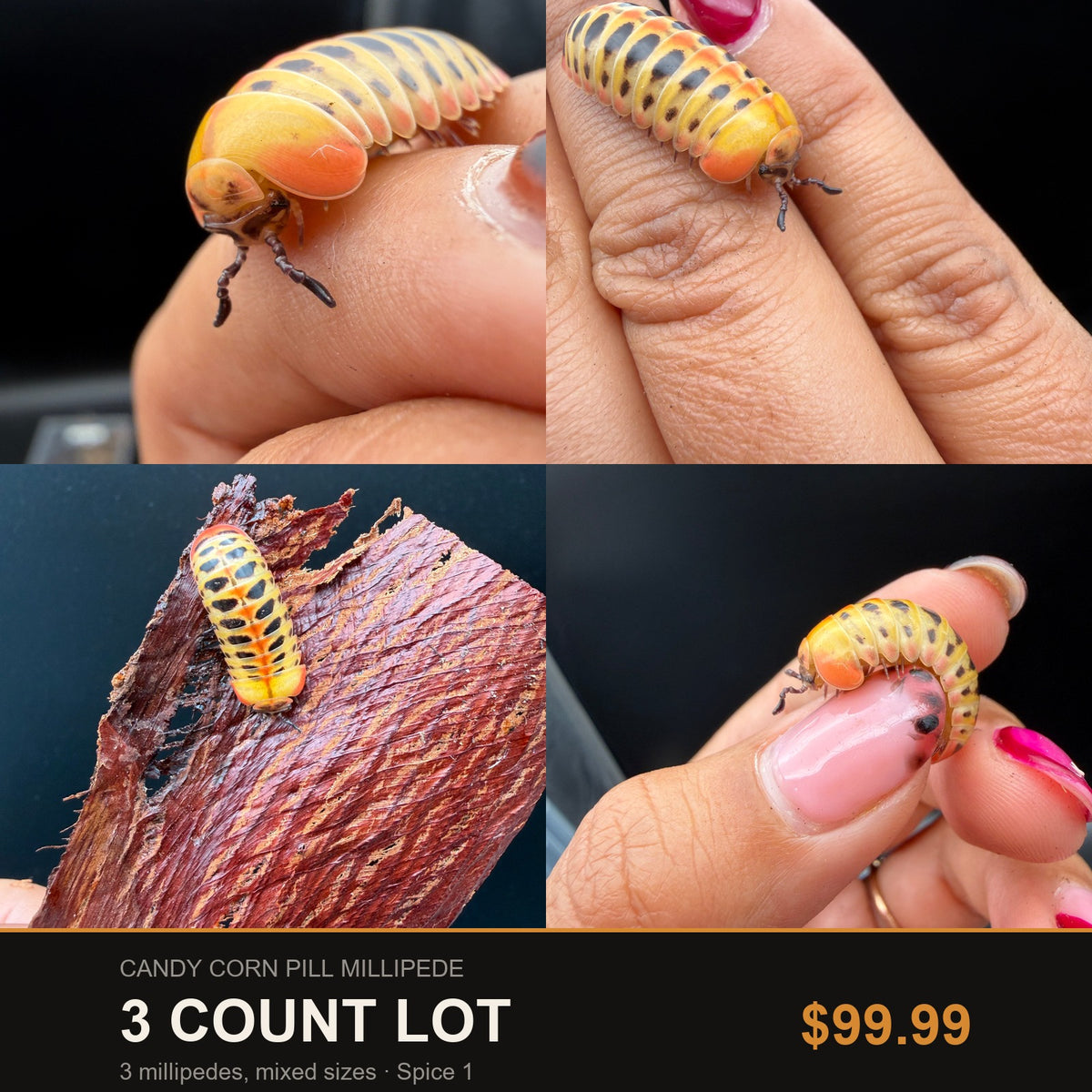 Big Z's 3 Count Lot of Candy Corn Pill Millipedes (Rhopalomeris carnifex), yellow plates with dark spots
