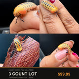 3 Count Lot - Candy Corn Pill Millipede (Rhopalomeris carnifex)