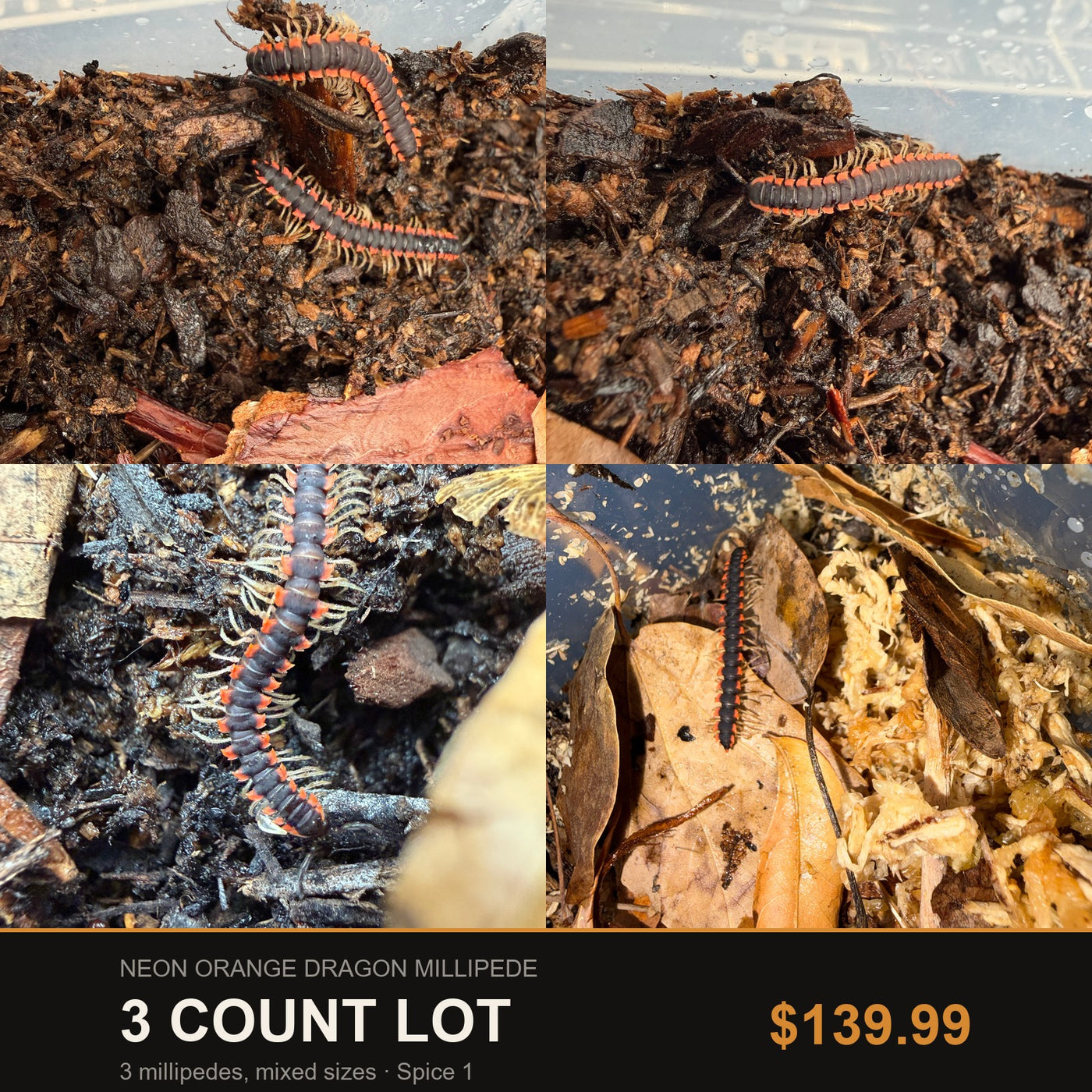 Big Z's 3 Count Lot of Neon Orange Dragon Millipedes (Orthomorpha sp.), orange-edged segments on dark substrate