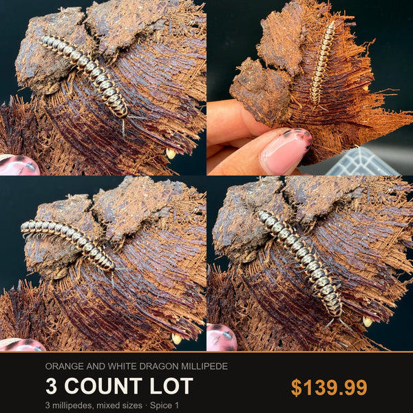 Big Z's 3 Count Lot of Orange and White Dragon Millipedes (Orthomorpha sp.), pale banded segments on bark