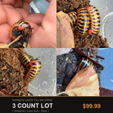 3 Count Lot - Rainbow Candy Pill Millipede (Rhopalomeris carnifex)