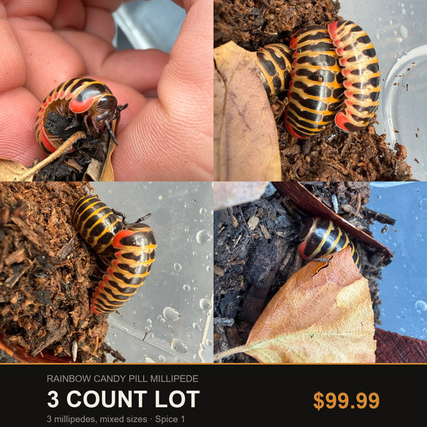 Big Z's 3 Count Lot of Rainbow Candy Pill Millipedes (Rhopalomeris carnifex), yellow bands and red trim