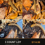 3 Count Lot - Yellow Dragon Millipede (Orthomorpha sp. "Yellow Dragon")