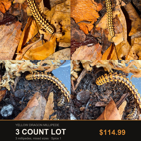 Big Z's 3 Count Lot of Yellow Dragon Millipedes (Orthomorpha sp.), yellow-edged plates with dark chevrons