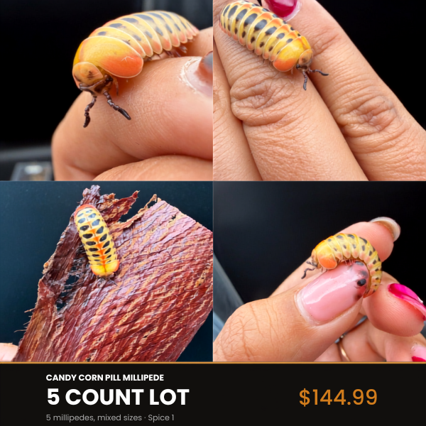 5 Count Lot - Candy Corn Pill Millipede