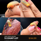 5 Count Lot - Candy Corn Pill Millipede (Rhopalomeris carnifex)