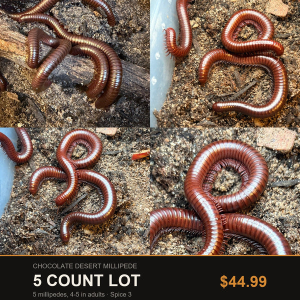 5 Count Lot - Chocolate Desert Millipede (Orthoporus ornatus). Representative photos of the millipedes included in this lot.