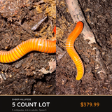 5 Count Lot - Ember Millipede (Thyropygus sp.)