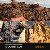 5 Count Lot - Neon Orange Dragon Millipede (Orthomorpha sp. "Neon Orange")