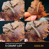 5 Count Lot - Orange and White Dragon Millipede (Orthomorpha sp.)