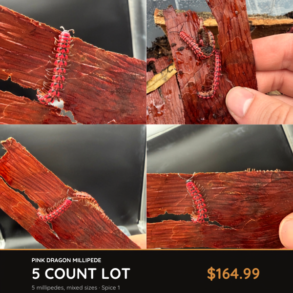 5 Count Lot - Pink Dragon Millipede