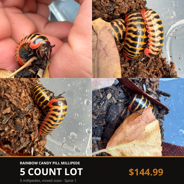 5 Count Lot - Rainbow Candy Pill Millipede