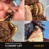 5 Count Lot - Rainbow Candy Pill Millipede (Rhopalomeris carnifex)