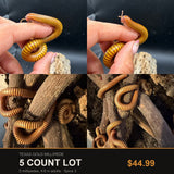 5 Count Lot - Texas Gold Millipede (Orthoporus ornatus)