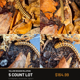 5 Count Lot - Yellow Dragon Millipede (Orthomorpha sp. "Yellow Dragon")