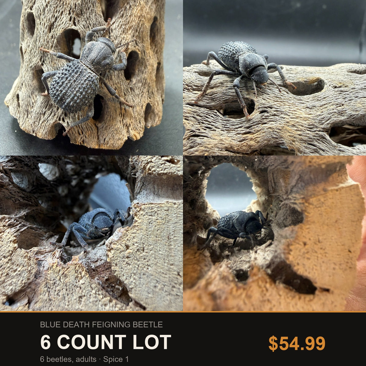 Blue Death Feigning Beetle 6 Count Lot, four close-up views of adult beetles on cholla wood. Lot price $54.99.