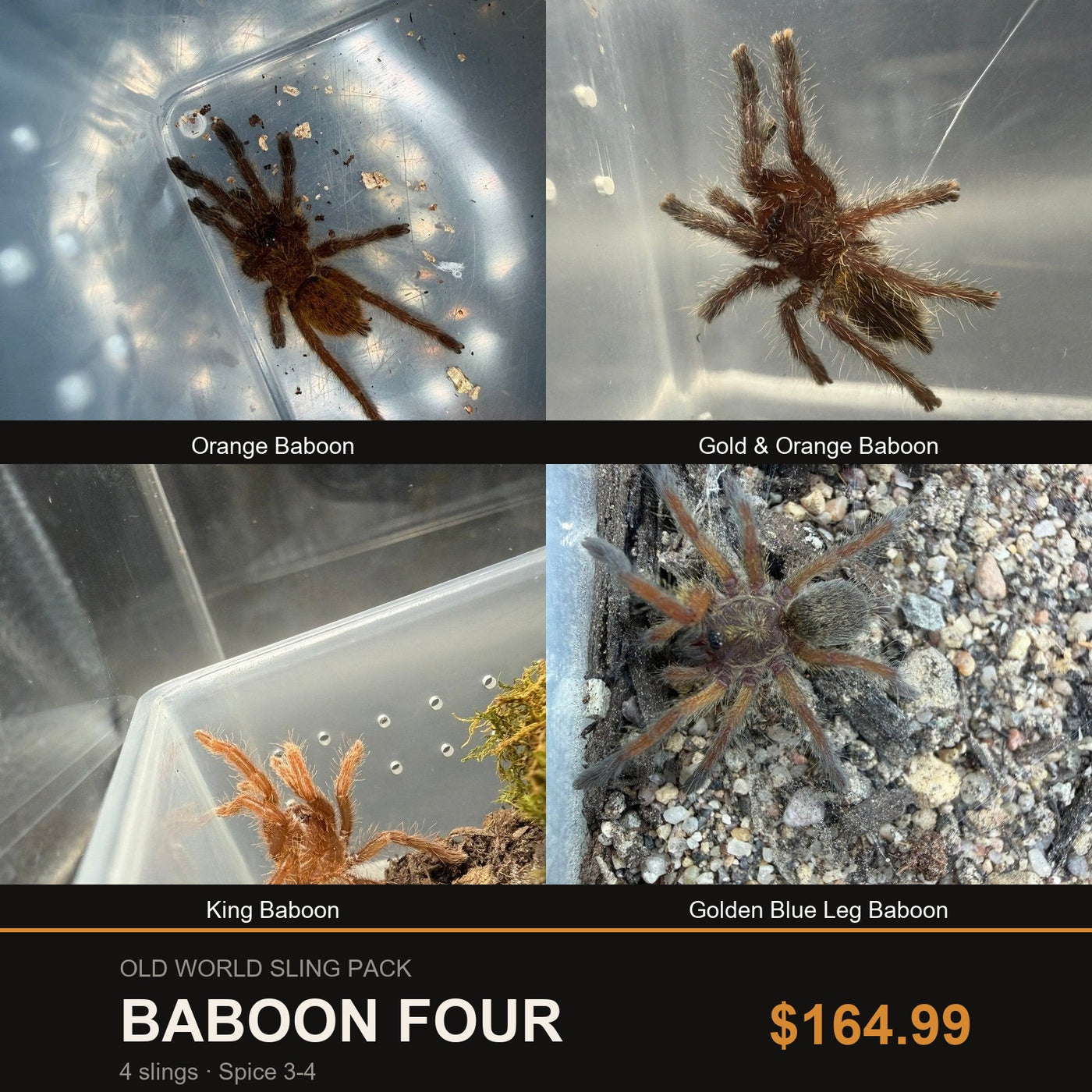 Big Z's Old World Sling Pack, Baboon Four: Orange Baboon, Gold and Orange Baboon, King Baboon and Golden Blue Leg Baboon slings