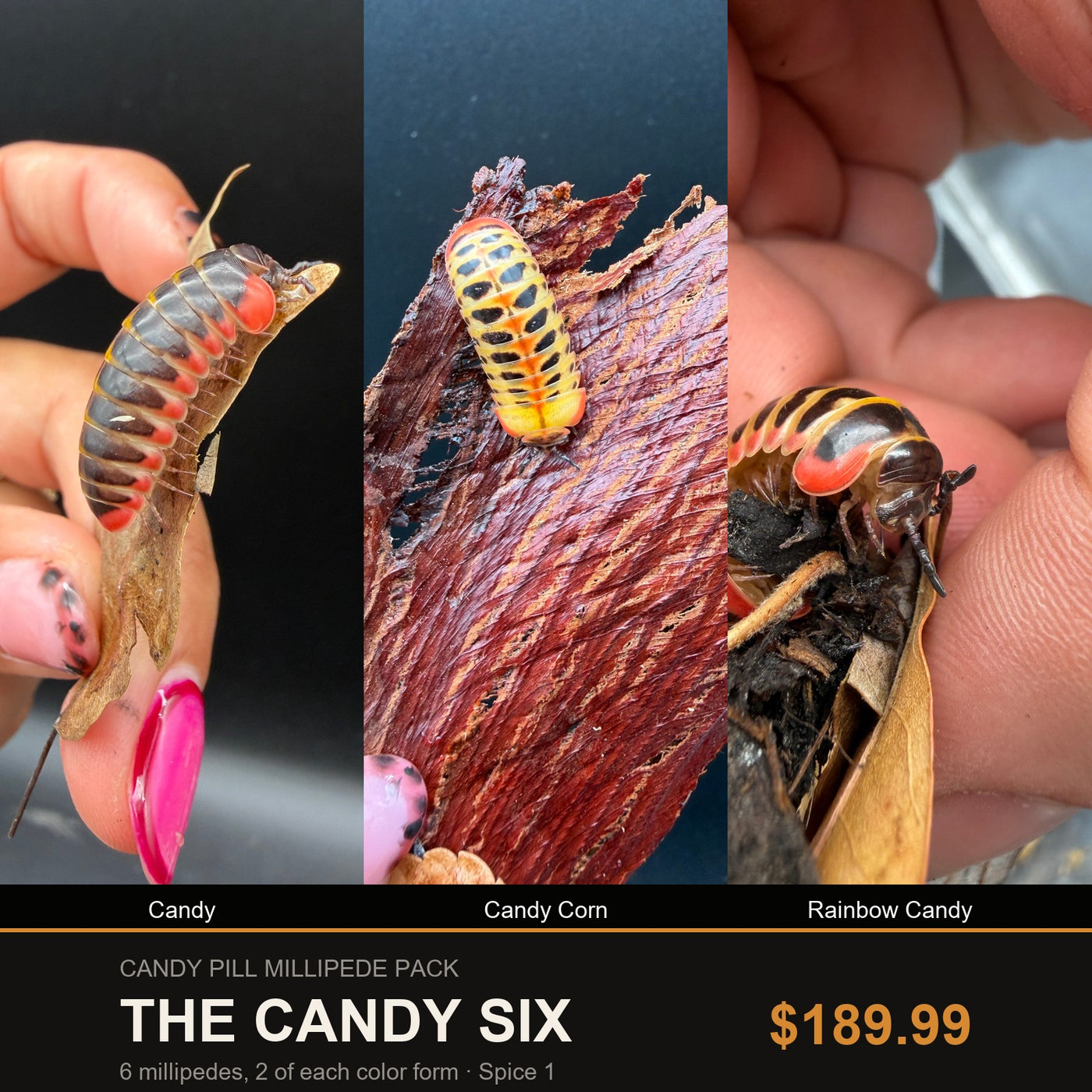 Big Z's Candy Pill Millipede Pack, The Candy Six: Candy, Candy Corn and Rainbow Candy pill millipedes