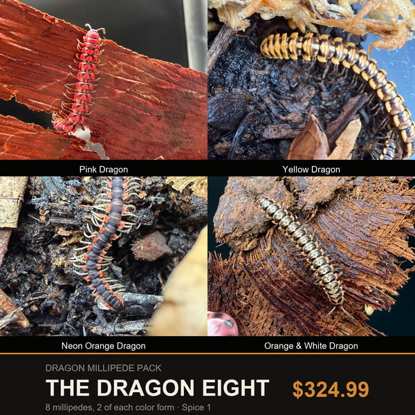 Big Z's Dragon Millipede Pack, The Dragon Eight: Pink, Yellow, Neon Orange and Orange and White dragon millipedes
