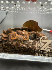 Black-Tipped Thicktail Scorpion, Parabuthus maximus, image 2
