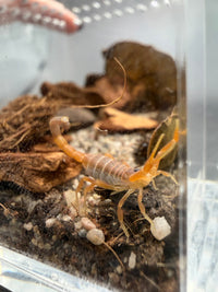 Black-Tipped Thicktail Scorpion, Parabuthus maximus, image 3