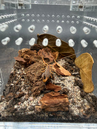 Black-Tipped Thicktail Scorpion, Parabuthus maximus, image 4