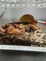 Black-Tipped Thicktail Scorpion (Parabuthus maximus) - 3/8-3/4 in