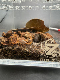 Black-Tipped Thicktail Scorpion, Parabuthus maximus