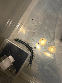 Borneo Blue Centipede, Ethmostigmus sp. 'Borneo Blue', image 2