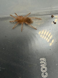 Brazilian Black and White Tarantula (Nhandu coloratovillosus)