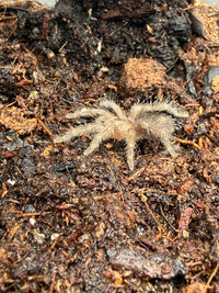Brazilian Black Tarantula, Grammostola pulchra / G. quirogai