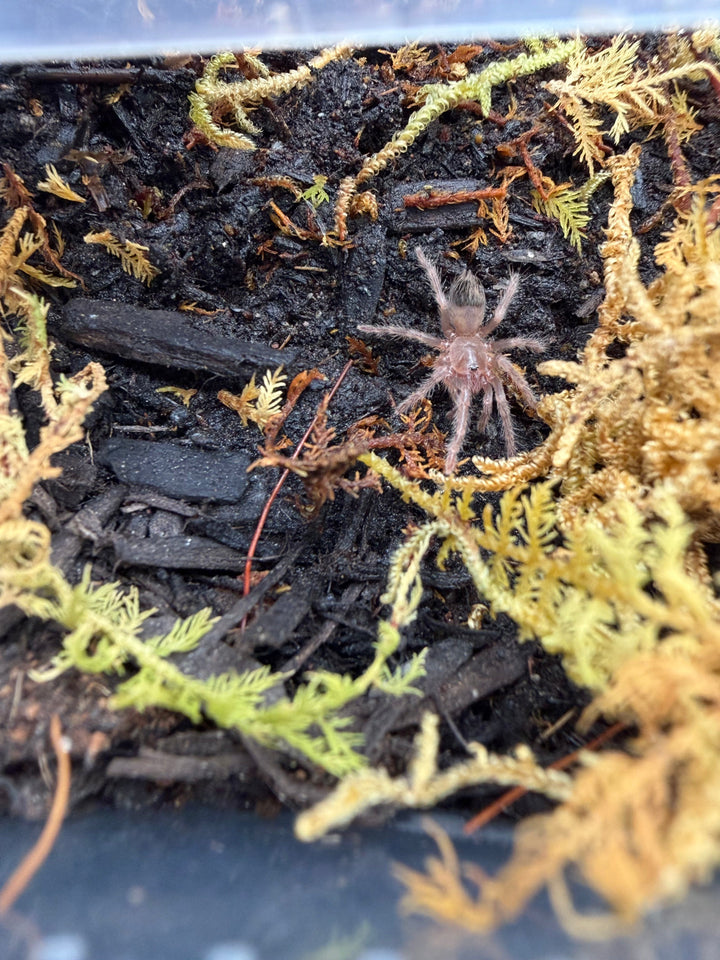 Brazilian Blue Tarantula, Lasiocyano sazimai