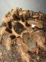Brazilian Red Tarantula (Nhandu carapoensis)