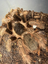 Brazilian Red Tarantula (Nhandu carapoensis), image 1