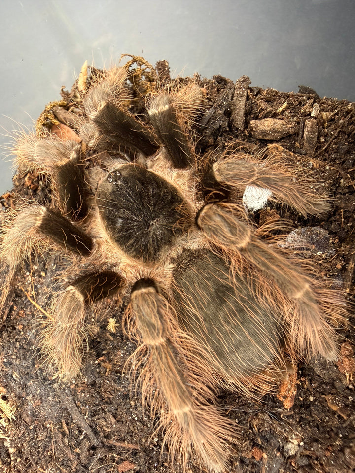 Brazilian Red Tarantula (Nhandu carapoensis), image 1