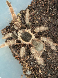 Brazilian Red Tarantula (Nhandu carapoensis), image 2