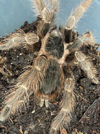 Brazilian Red Tarantula (Nhandu carapoensis), image 3
