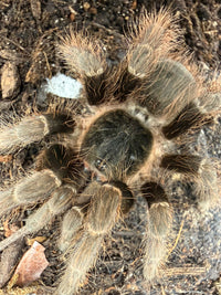 Brazilian Red Tarantula (Nhandu carapoensis), image 4