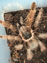 Brazilian Red Tarantula (Nhandu carapoensis), image 5