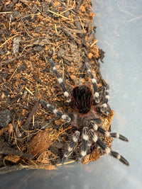 Brazilian White Knee Tarantula, Acanthoscurria geniculata