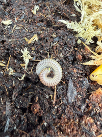 Bumblebee Millipede, Anadenobolus monillicornis